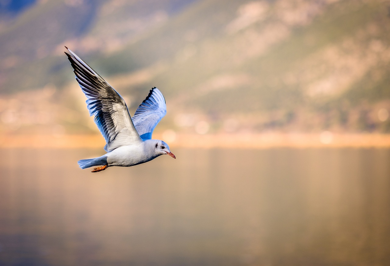 鳥が巣を作る家のスピリチュアルな意味とは？幸せを呼ぶメッセージを読み解く