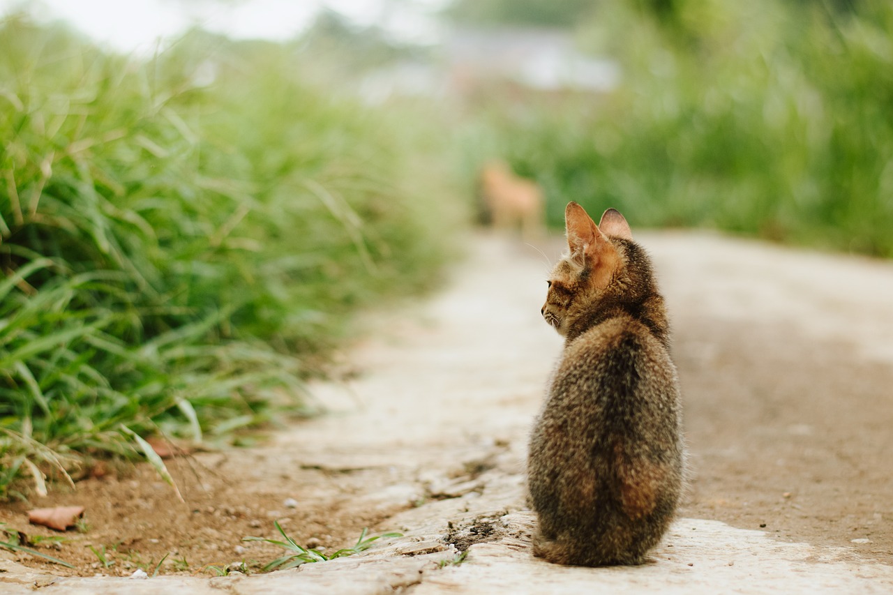 野良猫の喧嘩にはスピリチュアルメッセージが隠れている？意味を紐解いてみました