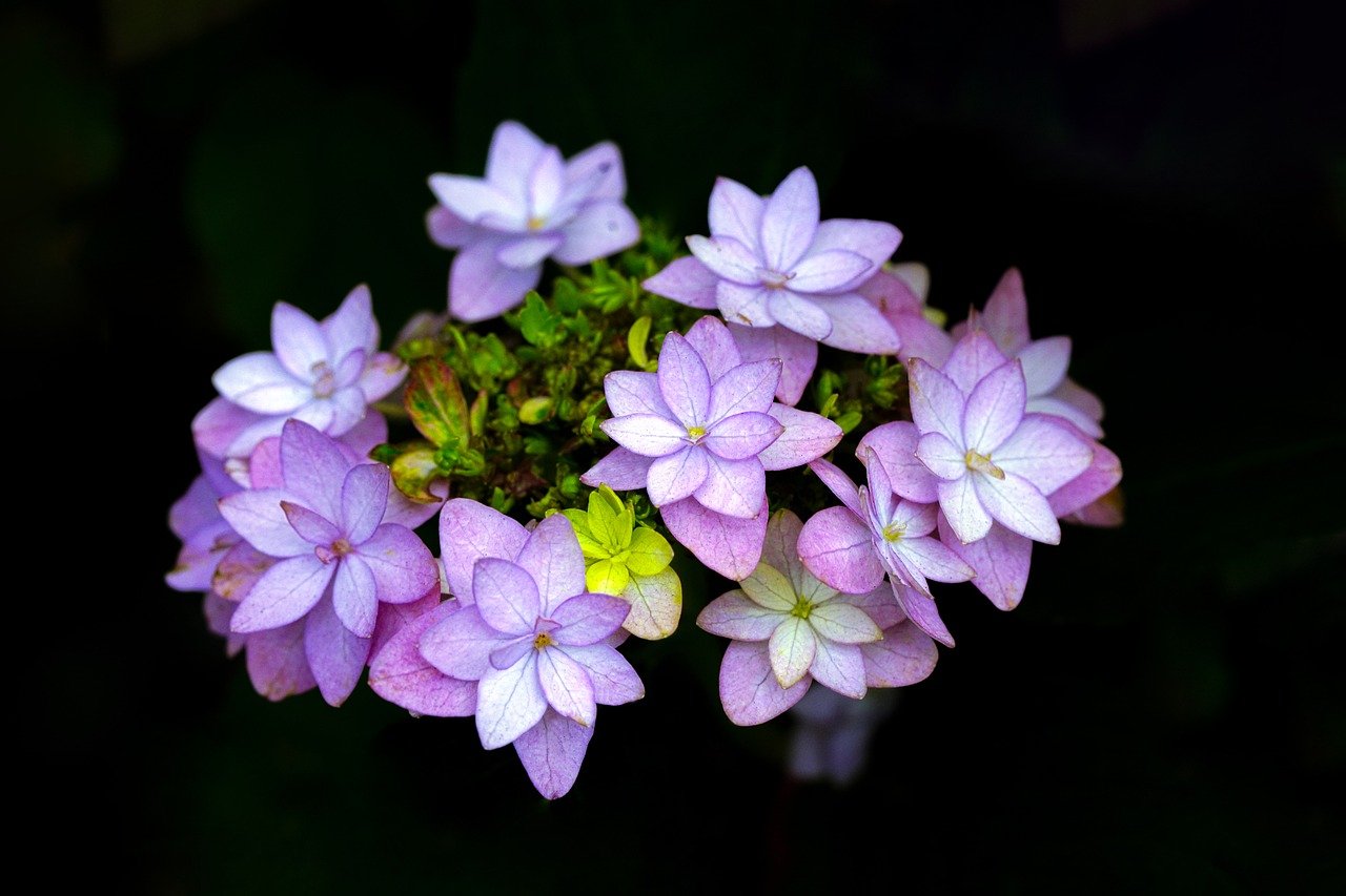 花が好きな人に届くスピリチュアルメッセージ〜あなたの心に咲く花の意味〜