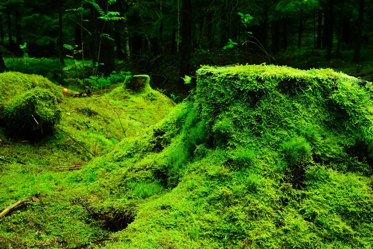 苔が生えるのにはスピリチュアルな意味があった！あなたへのメッセージとは