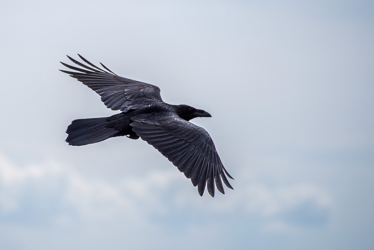 夜にカラスが鳴く意味とは？スピリチュアルメッセージから読み解く深い意味