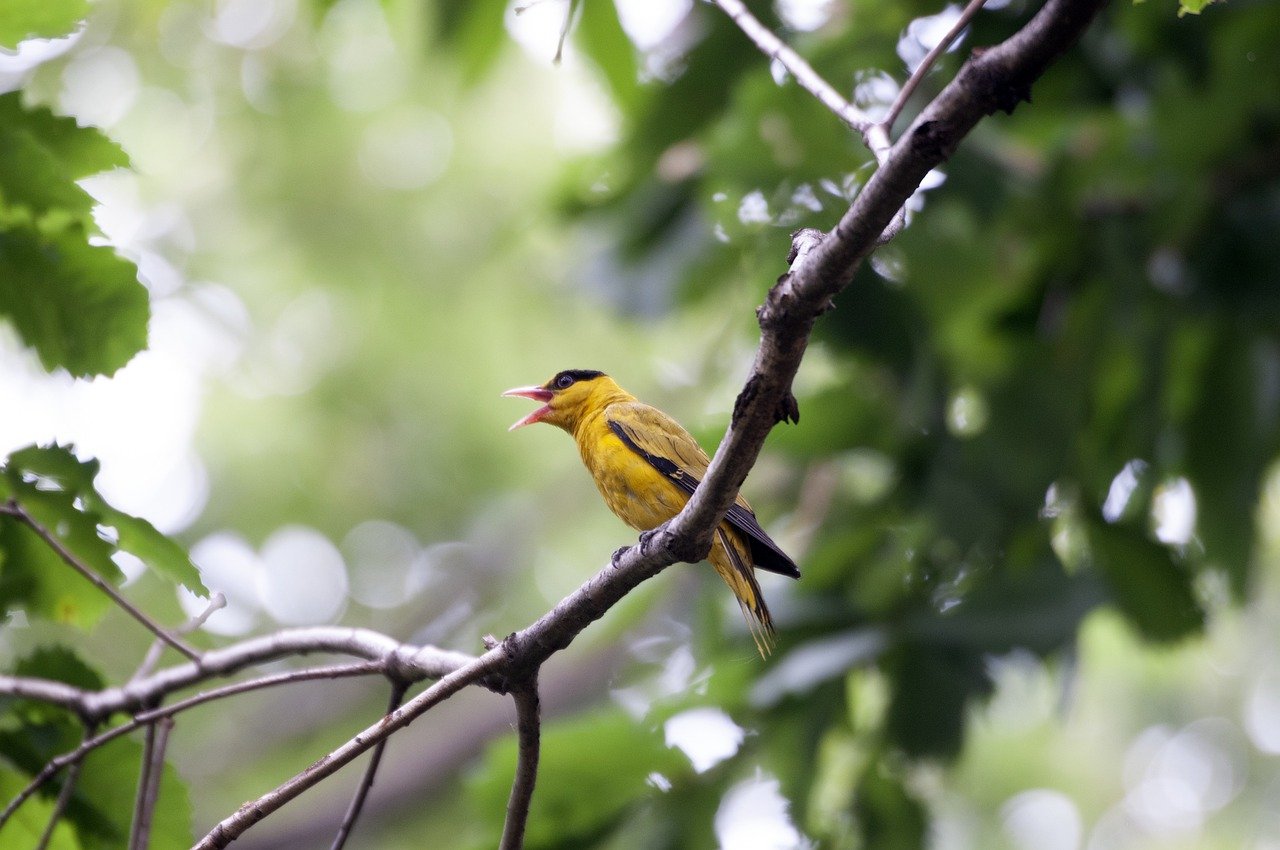 鳥のさえずりのような耳鳴りが伝えるスピリチュアルメッセージの意味とは