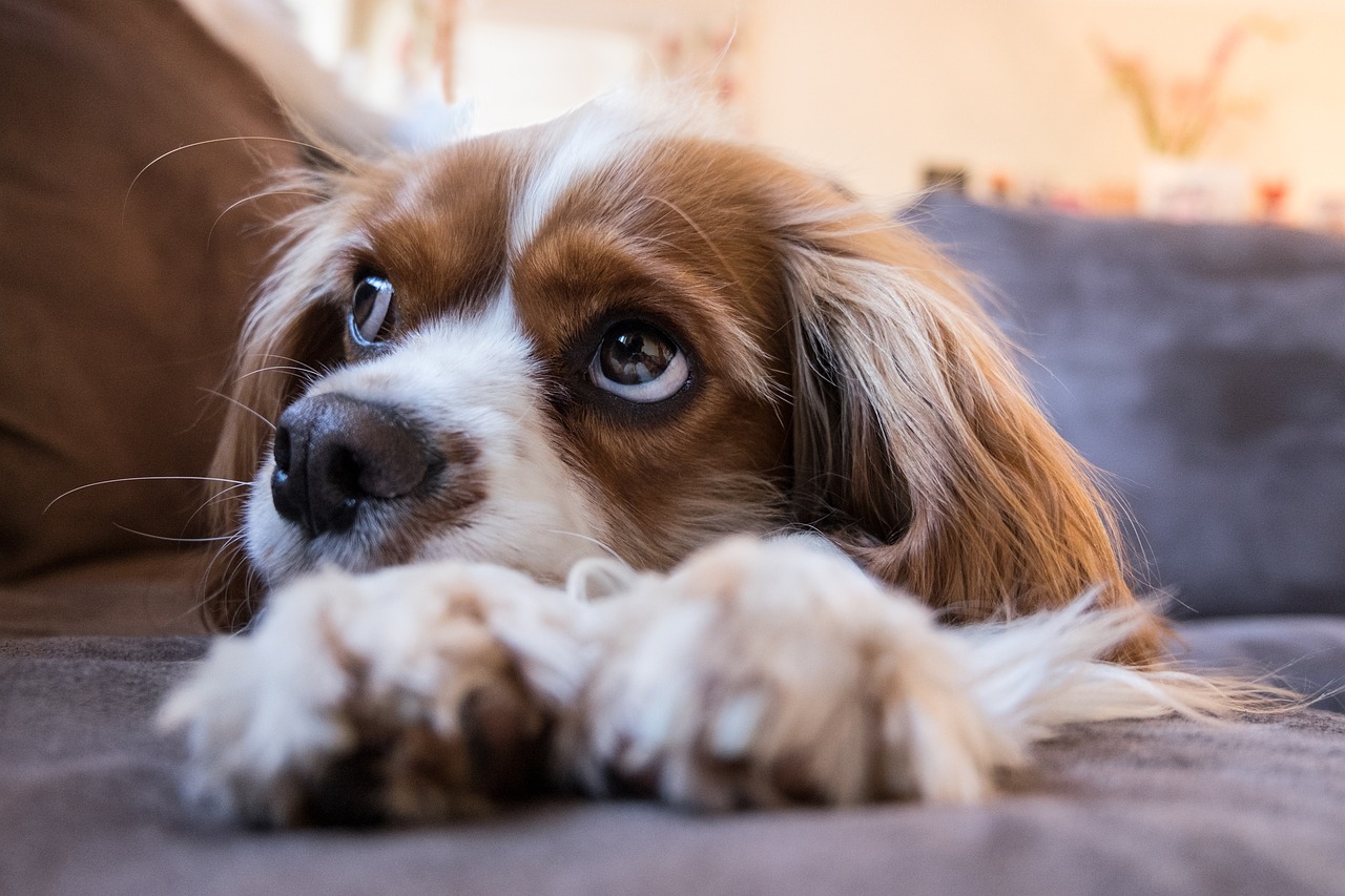 犬と寝るときに感じる不思議な繋がり～スピリチュアルな意味とメッセージを解説～