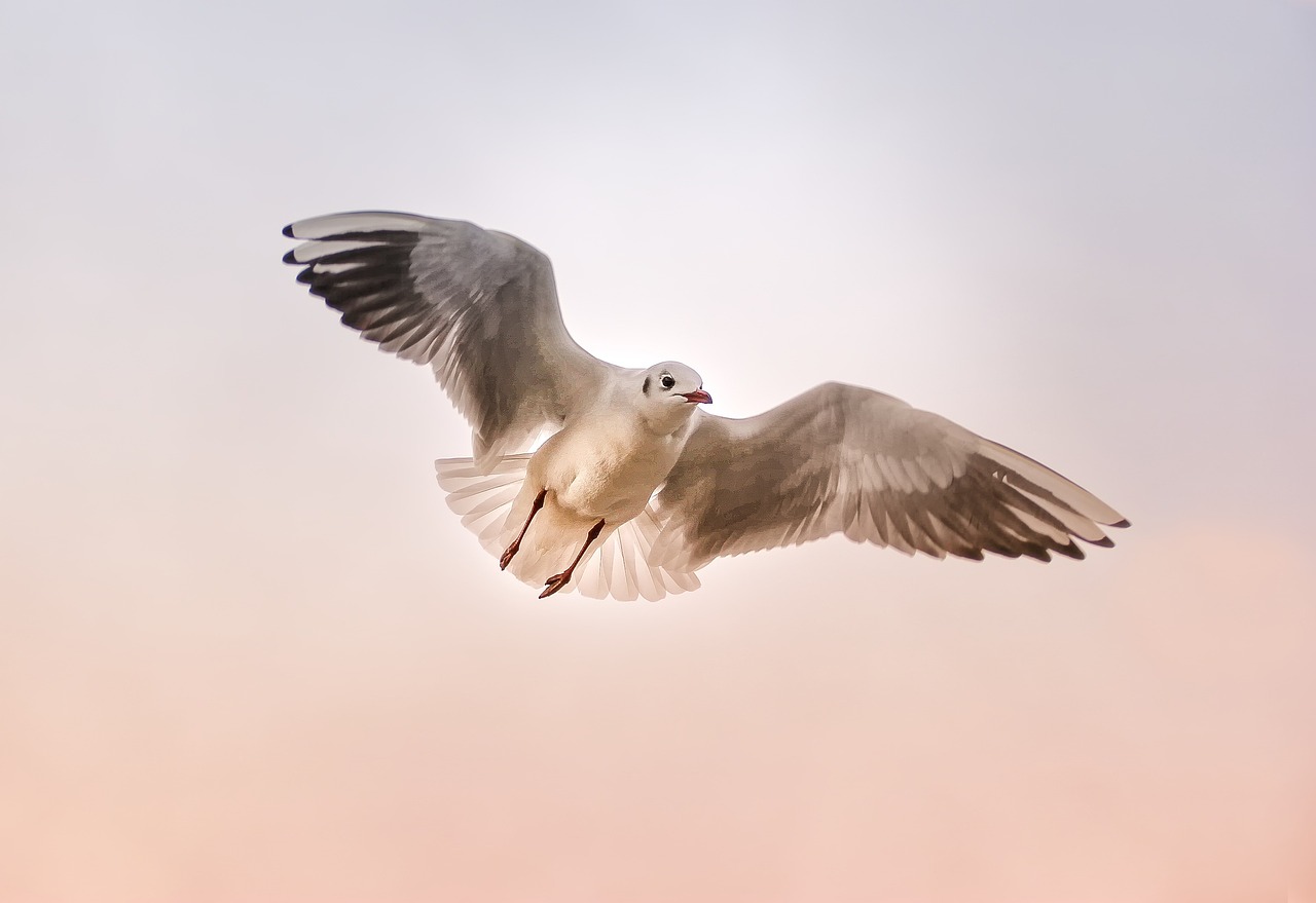 鳥が教えてくれるスピリチュアルメッセージ〜あなたの前に現れる鳥の意味とは〜